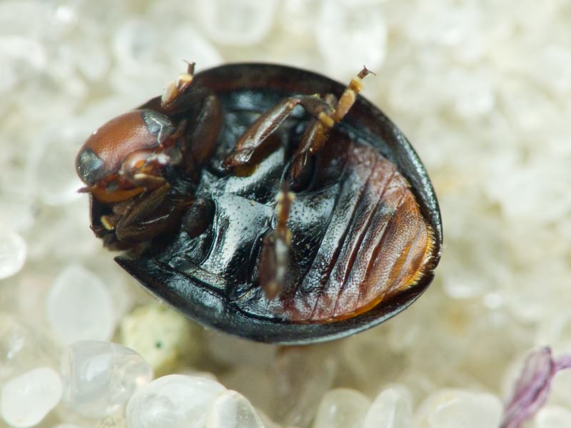 Chilocorus bipustulatus (Linnaeus, 1758)